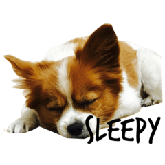 我が家の愛犬、こーすけくん