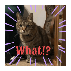 ゆるゆるキジトラの一日　The lazy cat