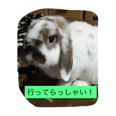 うさぴーのうさぎ部屋3