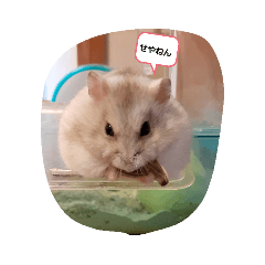 ハムスター　大阪弁