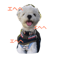 マルチーズのセナさん。