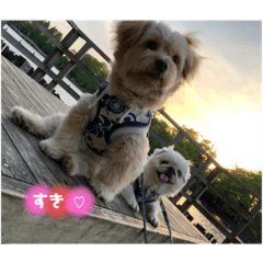 愛犬はる&なっつ