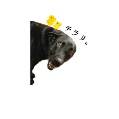 黒ラブ ふたば③