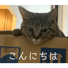 キジトラニャン吉の日常会話