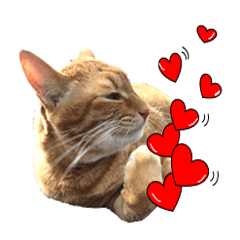 まるちゃんと猫の一日【猫の写真2】