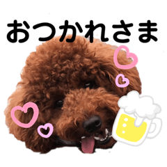 毎日使える♪犬 トイプードルのフク
