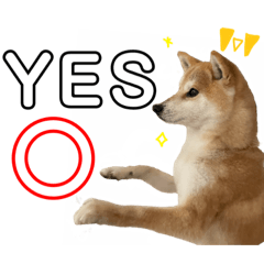 柴犬 くうちゃん ② English