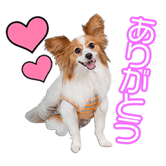 時重家のてんちゃん