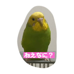 ペレと飼い主の気持ち