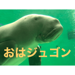 ハッピージュゴンスタンプ