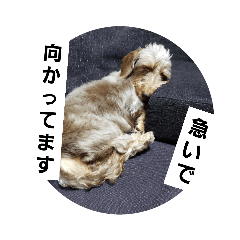 ワイヤーダックスの日常