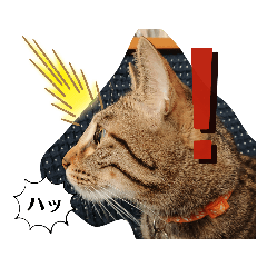 実写キジトラねこ(日常 あいさつ編)