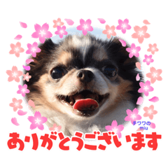 チワワのmiu1