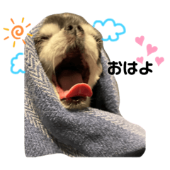 チワワのチコ　日常スタンプ