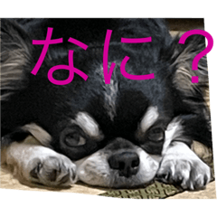 可愛いペット、犬のスタンプ