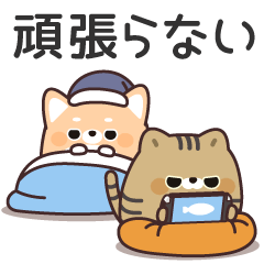 ふてぶてしばいぬ & キジトラ猫