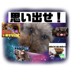 かわいいトイプードルスタンプver．4