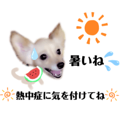 ミックス犬コロンちゃんの可愛い日常♪