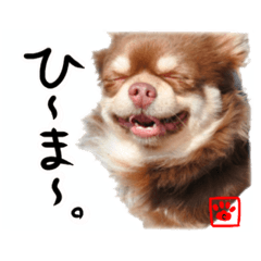 チワワのココちゃん日常スタンプ。