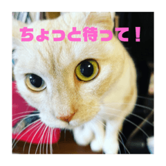 ごまの生活のスタンプ