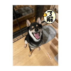 黒乃助の日常❤️