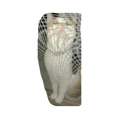 ナツの暇つぶし2