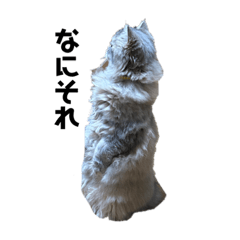 うちの猫ルシア