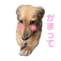 ももちゃん ◡̈