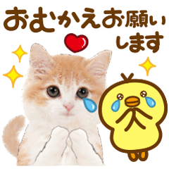 かわいい猫❤️家族連絡❤️ネコ❤️便利