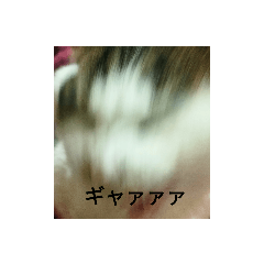 家猫っ1