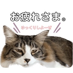 おっさん猫はかっこつけたい。