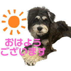 シュナウザーのサニー君③