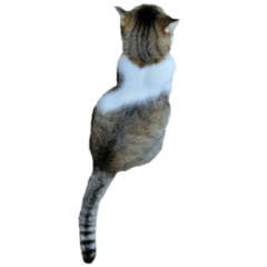 毎日にゃんこスタンプ。