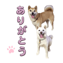 柴犬ころもとざらめ