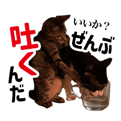 ハチワレ「たー」とキジトラ「カモ」