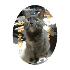 家猫のよもぎちゃん