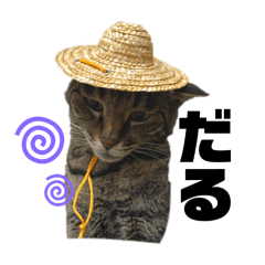 てるいけの美猫