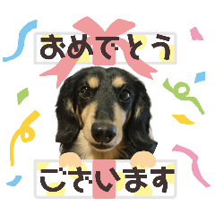 仕事で使えるスタンプ　ダックスの空ちゃん