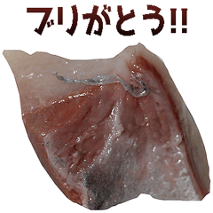 ブリ-鰤-