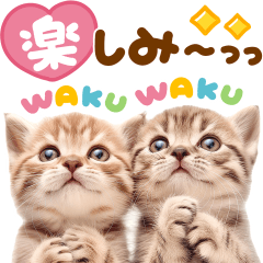 飛び出す♡かわいいにゃんこ