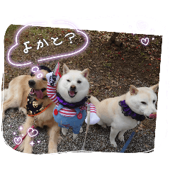 ワン太マメ太ゴン太の日常２