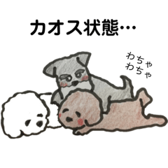 茶色いモフ犬の日常