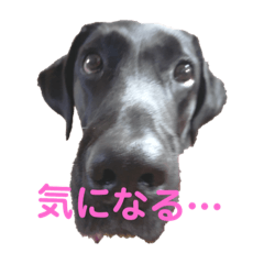 黒ラブ(日本語版)