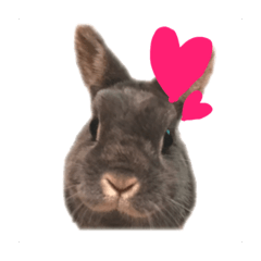 我が家のかわい子