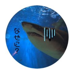 サメと愉快な仲間たち