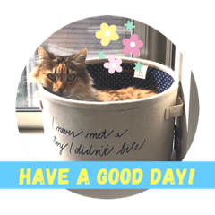 good life with cats 2