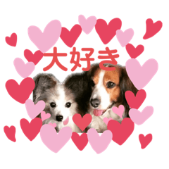 MOYU_可愛いわんこ