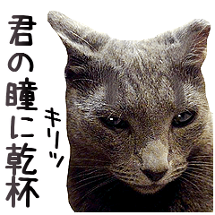実写！猫