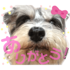 シュナのゆめとえくぼ