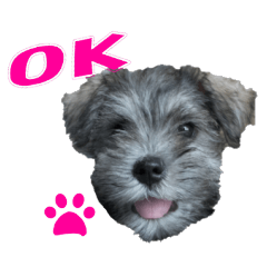 シュナスタお友達